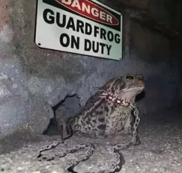 Guard Frog.webp