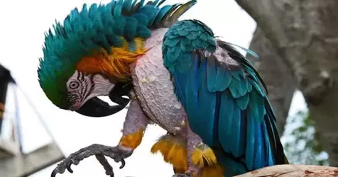 Macaw Plucking.webp