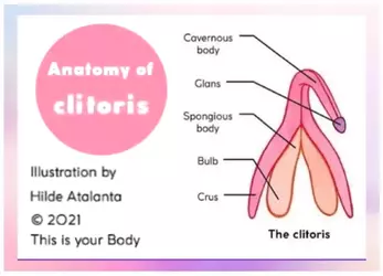 Anatomy of clitoris.webp