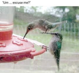 hummingbirds lol.webp
