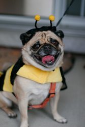puglebee.jpg