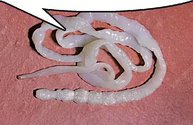 tapeworm.webp