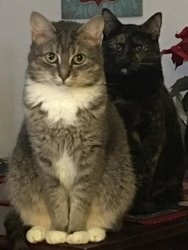 Dolly and Coco.jpeg