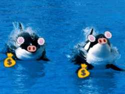whales with pignosis.png