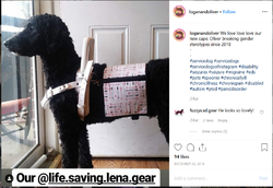 gendercreativeservicedog.png gendercreativeservicedog.png