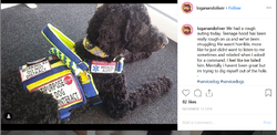 servicedog abuse.png
