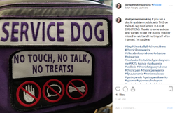 servicedogreeeeeee.png