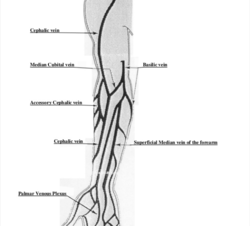 veins.png