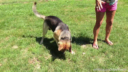 ShadowDancer.gif ShadowDancer.gif