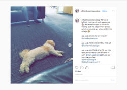 Screenshot_2019-07-10 Chloe the Assistance Dog on Instagram “We had a brilliant morning at wor...png