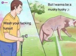 musky_huskye87.jpg