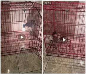 animal-torture-PICS.png