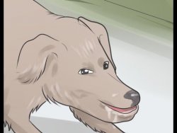 awoo.jpg