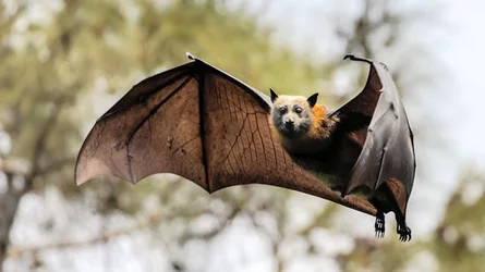 bat_feature.jpg