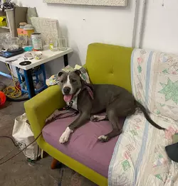 great-dog-needs-more-space-los-angeles-california-v0-7zic5xflyttg1.webp