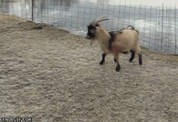 later-shitlords.gif