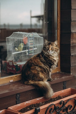 одесские-котики-котэ-под-катом-еще-9336774.jpeg