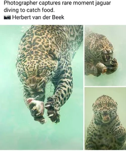 urpdt49cksva1.jpg