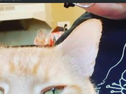 Screen Shot 2019-09-01 at 01.16.05.png