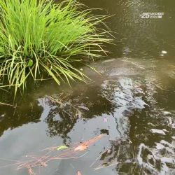 WOAH! During high tide, a manatee swam into Corinne Hogan's backyard to eat s...-4218365420142...png