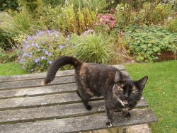 CATS 2019-09-02 003.JPG