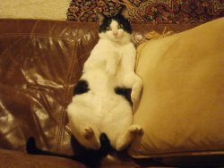 CATS 2016-09-10 012.JPG