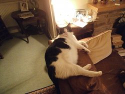 CATS 2019-04-27 003.JPG