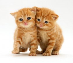 1-british-shorthair-red-tabby-kitten-jane-burton.jpg
