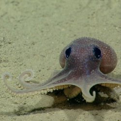 baby-octopus.jpg