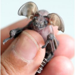 baby-bat2.jpg