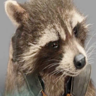 Racoon