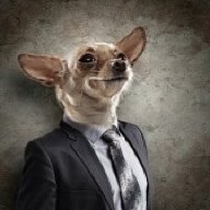 Chihuahua128
