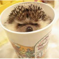 Bumbling Hedgehog