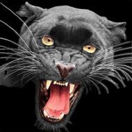 NoisyPanther