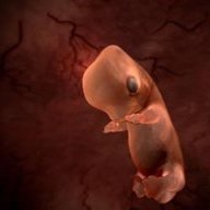 Wolf Fetuses