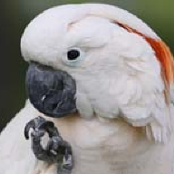 bird