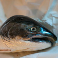 Fishhead
