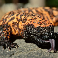 GilaMonster