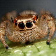 Spiderbro