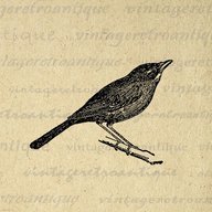 Nightingale