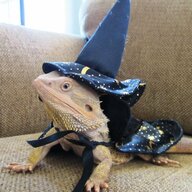 lizardwizard