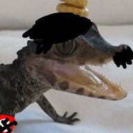 Gilkore