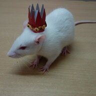 XxYourLocalRatKingxX