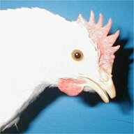 Leghorn