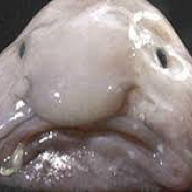 blobfish3