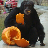 King of the Chimps