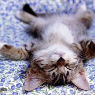Sleepy Kitty