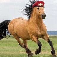 Euskadi Horse