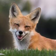 Foxx