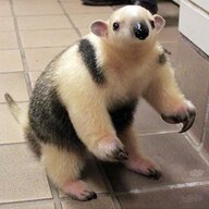 Anteaters R Cute